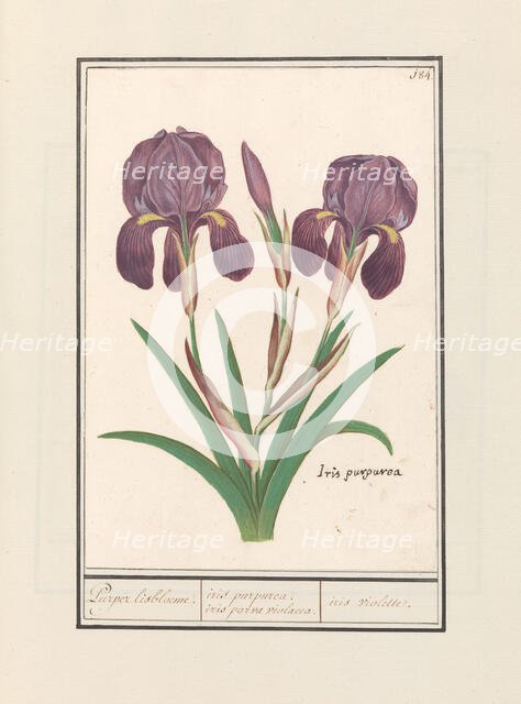 Purple iris (Iris germanica), 1596-1610. Creators: Anselmus de Boodt, Elias Verhulst.
