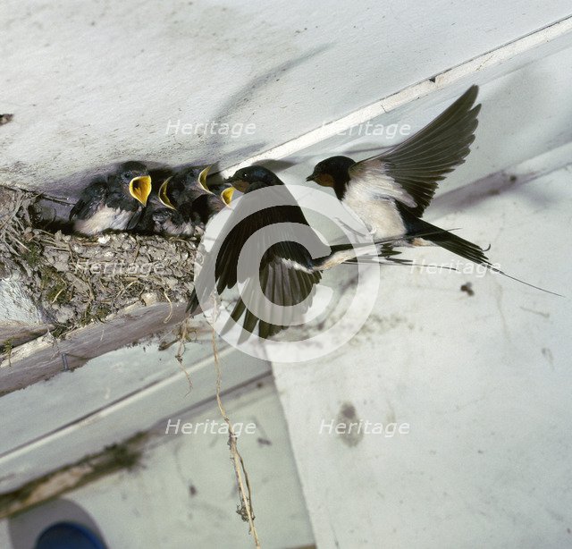 Swallows at a nest.