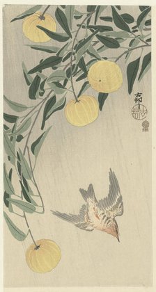 Cuckoo in the rain, 1900-1910. Creator: Ohara, Koson (1877-1945).