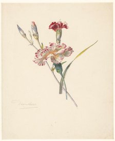 Study sheet with Carnations, 1824-1900. Creator: Albertus Steenbergen.