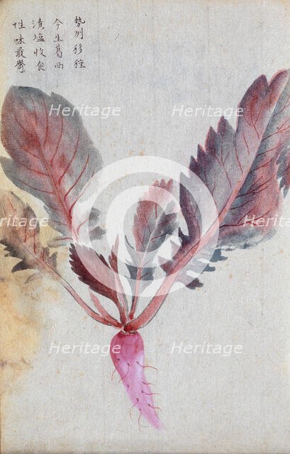 A radish (Raphanus species): root and leaves. Creator: Unknown.