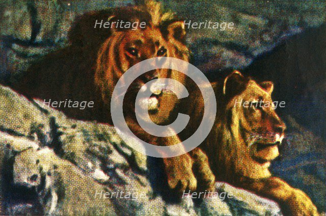 Lions, c1928. Creator: Unknown.