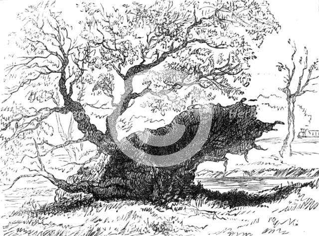 The Great Storm of Wind on Friday week: tree blown down in the playing-fields, Eton, 1881. Creator: Unknown.