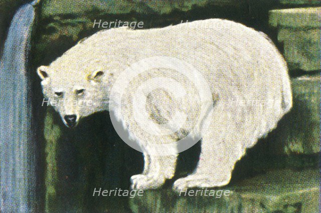 Polar bear from Spitzbergen, c1928. Creator: Unknown.