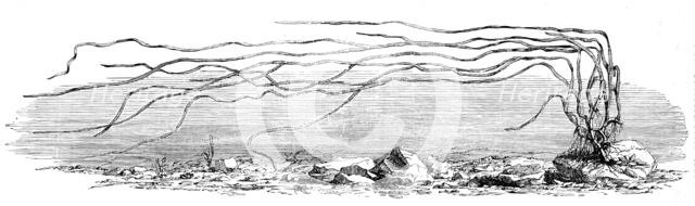 The Zostera marina, or grass-wrack, Mr. Harben's proposed substitute for cotton, 1862. Creator: Unknown.