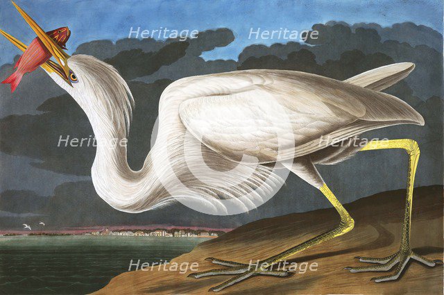 Great White Heron, Ardea Occidentalis, 1845.