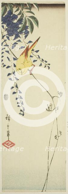 Canary and wisteria, c. 1843/47. Creator: Ando Hiroshige.