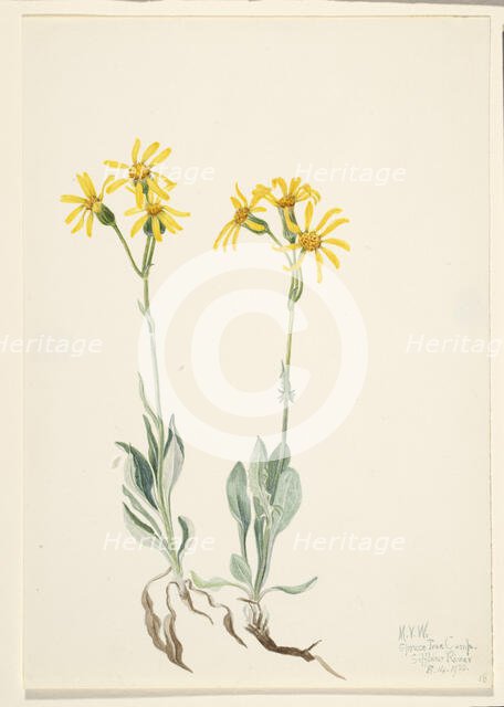 Montana Parnassia (Parnassia montanesis), 1920. Creator: Mary Vaux Walcott.