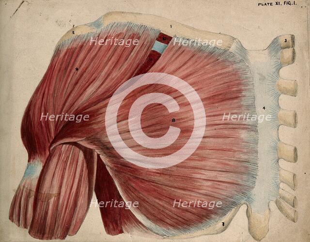 Dissection showing the shoulder and chest muscles: view of the pectoral and the..., 1852-1854. Creator: J.C. Whishaw.