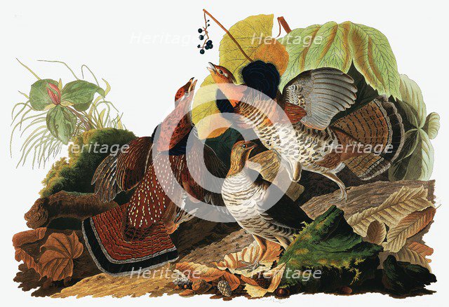 Ruffed Grouse, Tetrao Umbellus, 1845.