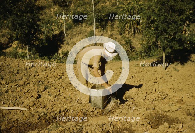 FSA borrower and member of Yauco tomato cooperative..., vicinity of Yauco, Puerto Rico, 1942. Creator: Jack Delano.