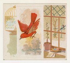 Scarlet Finch, from the Song Birds of the World series (N42) for Allen & Ginter Cigarettes..., 1890. Creator: Allen & Ginter.