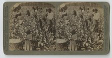 Cotton is King - Plantation Scene, Georgia, 1895. Creator: Strohmeyer & Wyman.