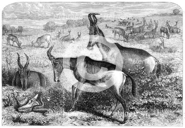 Hartebeeste antelopes, 1861. Creator: Friedrich Wilhelm Keyl.