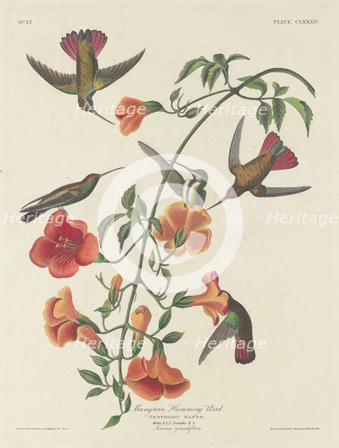 Mangrove Humming Bird, 1834. Creator: Robert Havell.