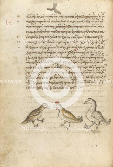 A Duck, a Rooster, and a Goose; Miscellany: Physiologus: other texts, 1510-1520. Creator: Unknown.