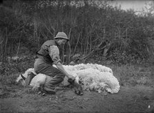 Sheep shearing, Northamptonshire, c1896-c1920. Artist: A Newton