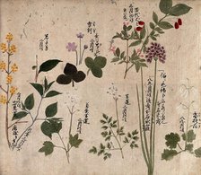 Eight flowering plants, possibly including a species of Allium and an Australian fuchsia..., 1870. Creator: Unknown.