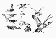 'Wild Ducks', 1901. Artist: Unknown