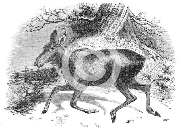 Moose deer, at the Surrey Zoological Gardens, 1844.  Creator: Unknown.