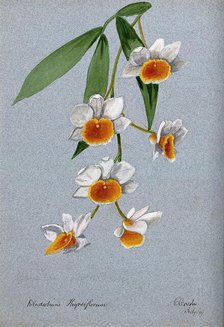 An orchid (Dendrobium thyrsiflorum): flowering stem, 1899. Creator: Unknown.