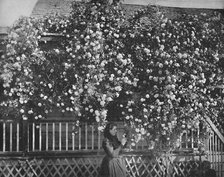 'A Rose-Decked Home, Southern California', c1897. Creator: Unknown.