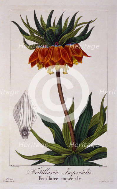 Fritillaria imperialis, pub. 1836. Creator: Panacre Bessa (1772-1846).
