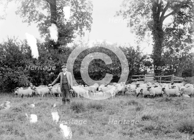 A shepherd with his flock near Hellidon, Northamptonshire, c1873-c1923. Artist: Alfred Newton & Sons