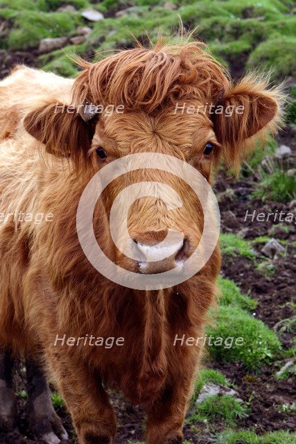Cattle, Skye, Highland, Scotland.