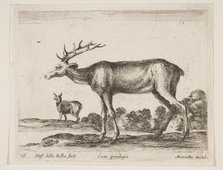 Plate 16: stag, from 'Various animals' (Diversi animali), ca. 1641. Creator: Stefano della Bella.