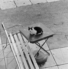 Cat sitting on a table, Berkhamsted, Hertfordshire, 1977. Artist: John Gay.