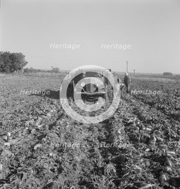 Loading a truck in a sugar beet field, Ontario, Malheur County, Oregon, 1939. Creator: Dorothea Lange.