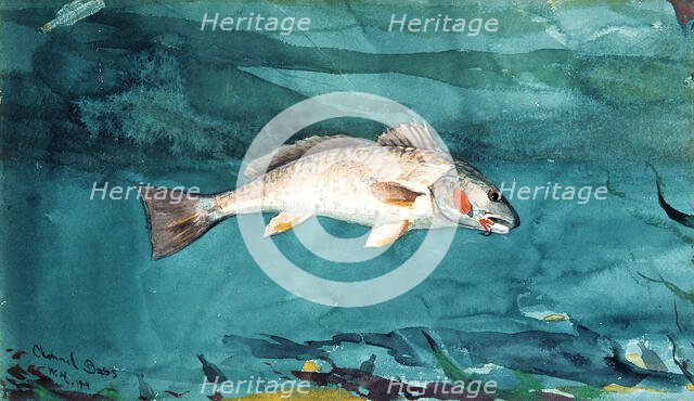 Channel Bass, 1904. Creator: Winslow Homer.