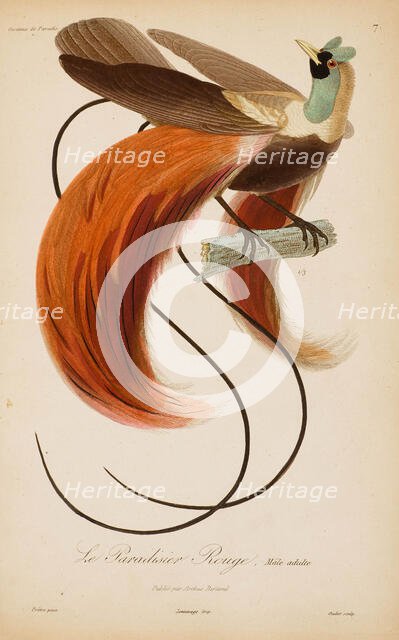 From "Histoire naturelle des oiseaux de Paradis" by R.-P. Lesson, 1835. Creator: Prêtre, Jean-Gabriel (1768-1849).