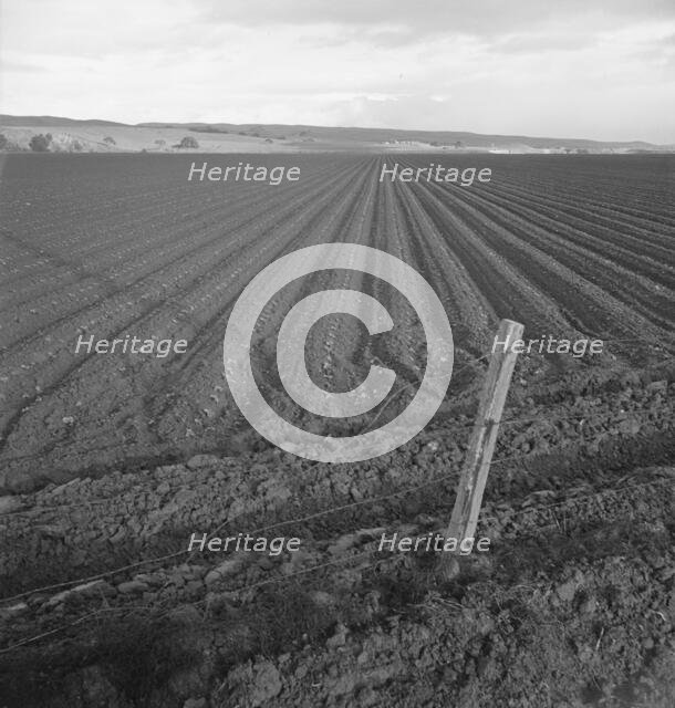 Large-scale pea fields, near San Juan Bautista, California, 1939. Creator: Dorothea Lange.