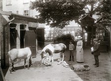 Horses and a dog in a stable yard in the centre of Landskrona, Sweden, 1912. Artist: Unknown
