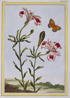 La Fleur Tachete des Incas (Peruvian Lily),  pub. 1776. Creator: Pierre Joseph Buchoz (1731-1807).