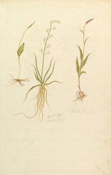 Botanical Studies (recto); Botanical Studies (verso), ca. 1820. Creator: Anon.