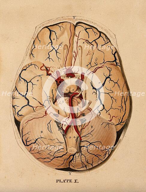 Brain: dissection showing the base of the brain, 1820-1827. Creator: William Home Lizars.