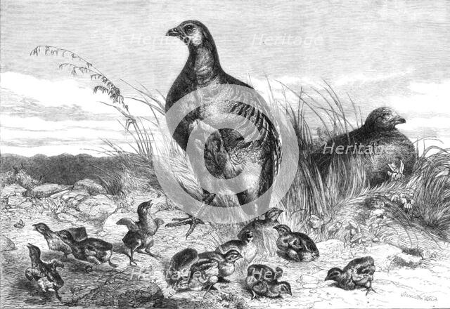 A brood of partridges, 1869. Creator: Unknown.
