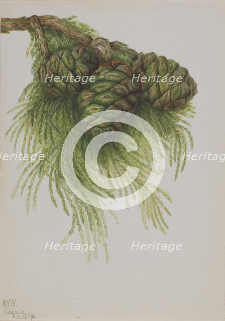 Sequoia (Sequoia gigantea), 1896. Creator: Mary Vaux Walcott.