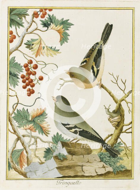 Fringuello (Finch). From Ornitologia dell'Europa Meridionale, 1772. Creator: Bernini, Clemente (active ca 1770).