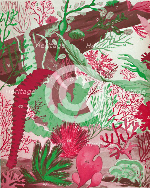 'A Collection of Over Fifty Species of Red, Green and Brown Seaweeds', 1935. Artist: Unknown.