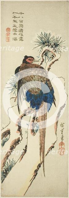 Pheasant on a Snow-Covered Pine Tree, mid-1830s. Creator: Ando Hiroshige.