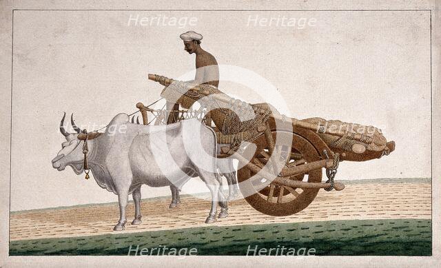 A man driving a cart drawn by bullocks, (between 1800 and 1899?). Creator: Unknown.