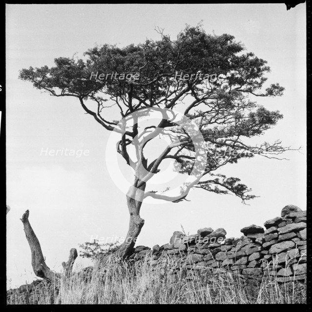 Windswept tree beside a drystone wall, 1966-1974. Creator: Eileen Deste.
