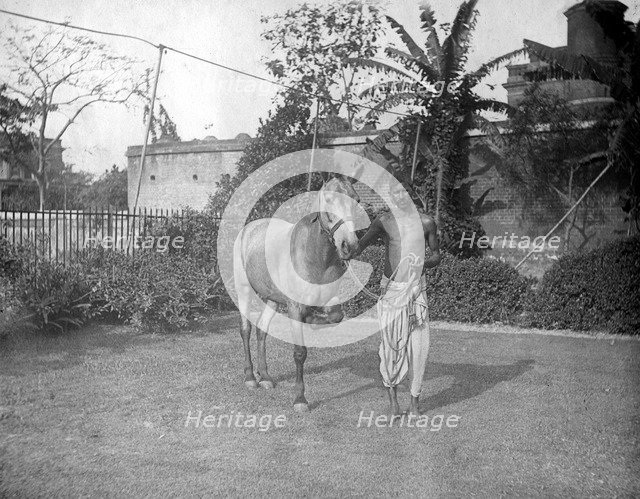 Man with a horse, Alipore, India, 1905-1906. Artist: FL Peters
