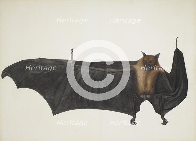 Great Indian Fruit Bat, ca. 1777-82. Creator: Bhawani Das.