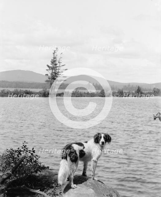 Raquette Lake (dog in picture), N.Y., between 1900 and 1910. Creator: Unknown.