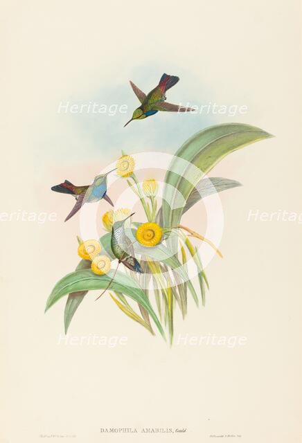 Damophila amabilis (Blue-breasted Hummingbird). Creators: John Gould, Henry Constantine Richter.